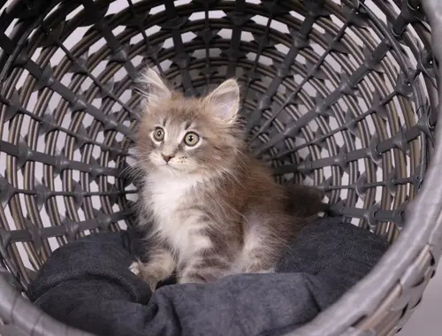 Maine Coon Kätzchen zu verkaufen