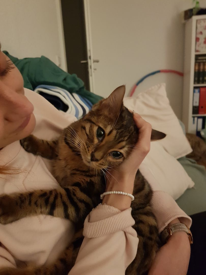 Bengal Kater Kitten Katze bereits kastriert, geimpft, entwurmt, abganebereit