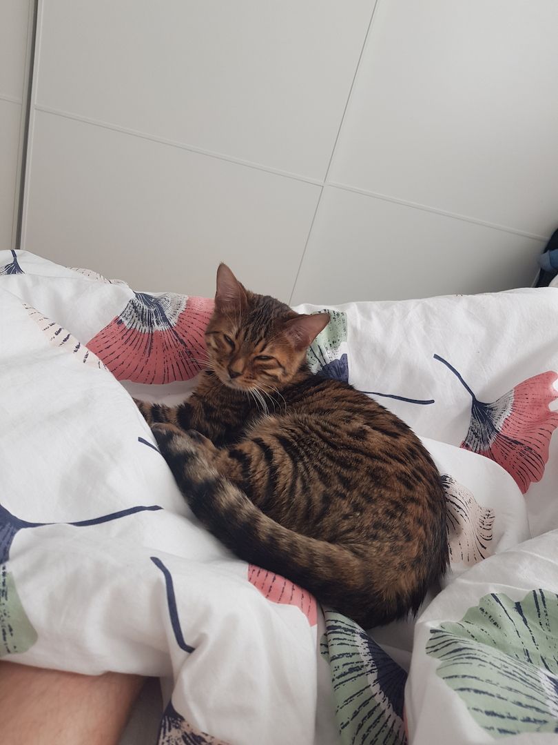 Bengal Kater Kitten Katze bereits kastriert, geimpft, entwurmt, abganebereit