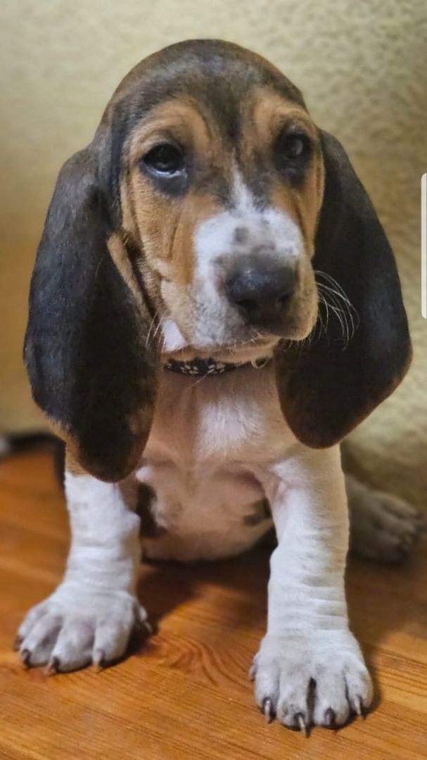 Süße Basset artesien normand Welpen