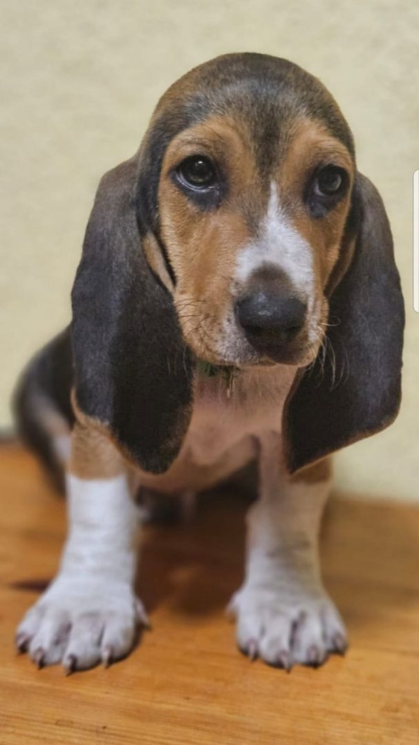 Süße Basset artesien normand Welpen