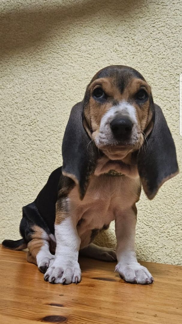 Süße Basset artesien normand Welpen