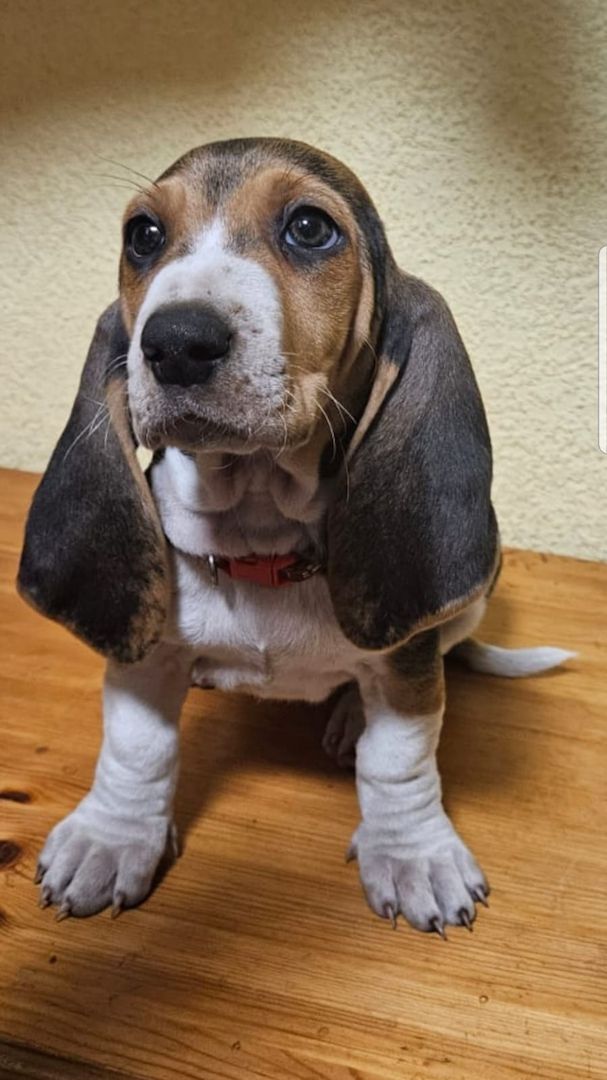 Süße Basset artesien normand Welpen