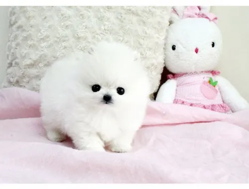 MINI POMERANIAN ZWERGSPITZ BOO WELPEN ZUM VERSCHENKEN.