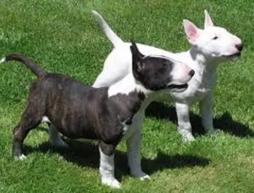 Mini-Bullterrier-Welpen m w