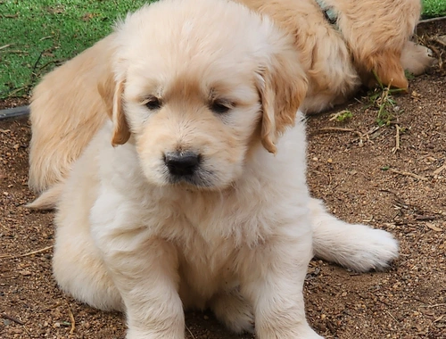 Golden Retriever-W