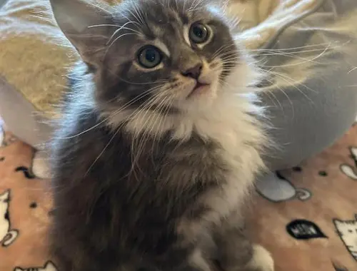 Maine Coon Kätzchen