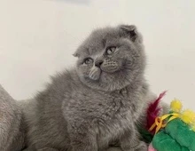 Scottish Fold-Kätzchen