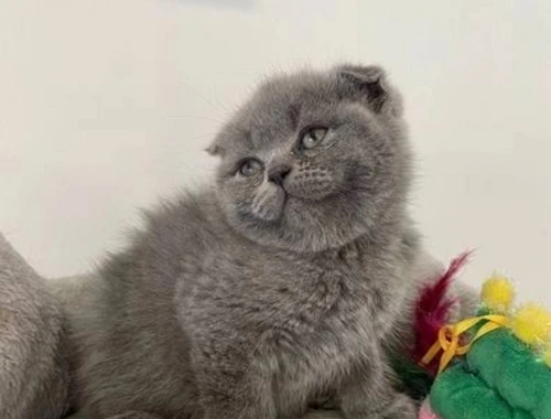 Scottish Fold-Kätzchen