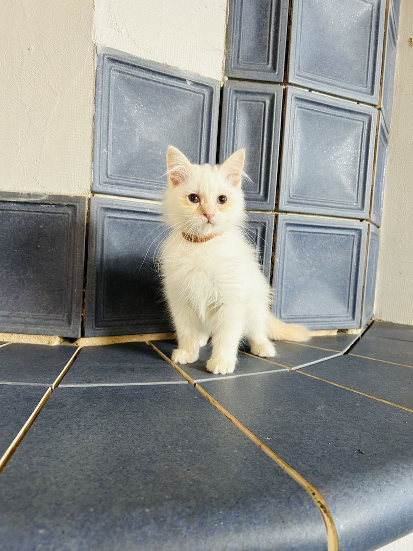 Heilige Birma kitten Creme rot