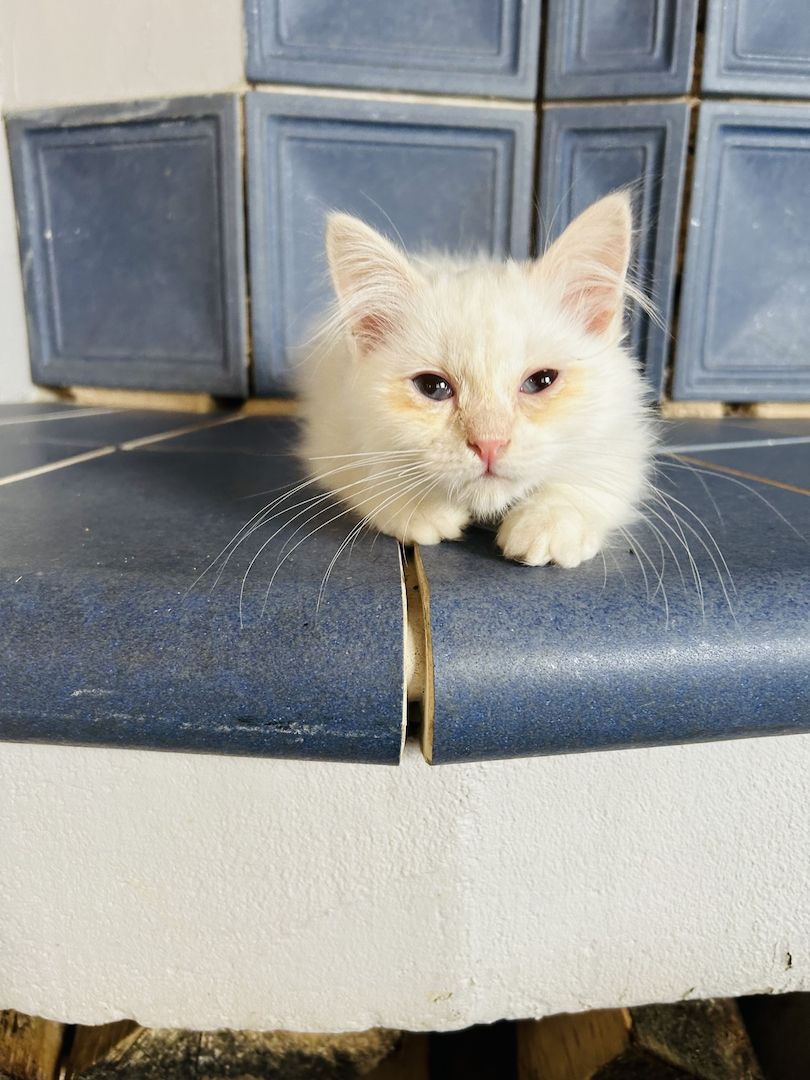 Heilige Birma kitten Creme rot