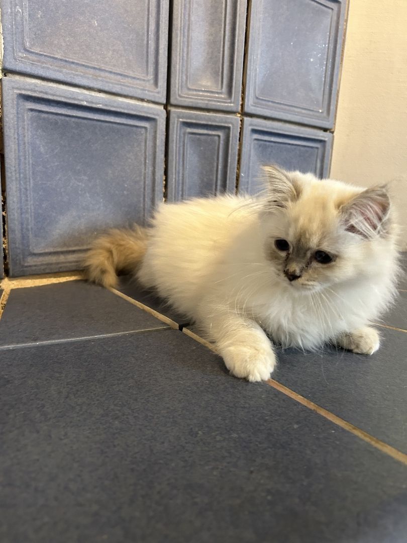 Heilige Birma kitten Creme rot