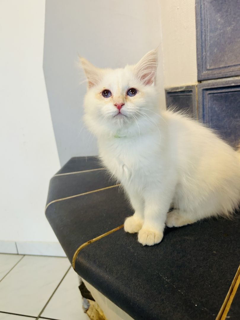 Heilige Birma kitten Creme rot