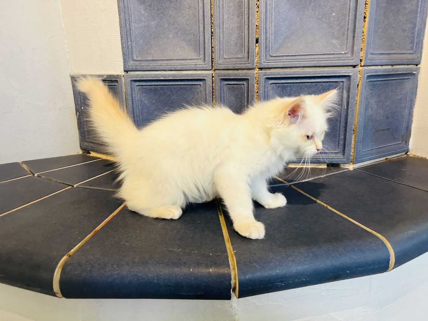 Heilige Birma kitten Creme rot