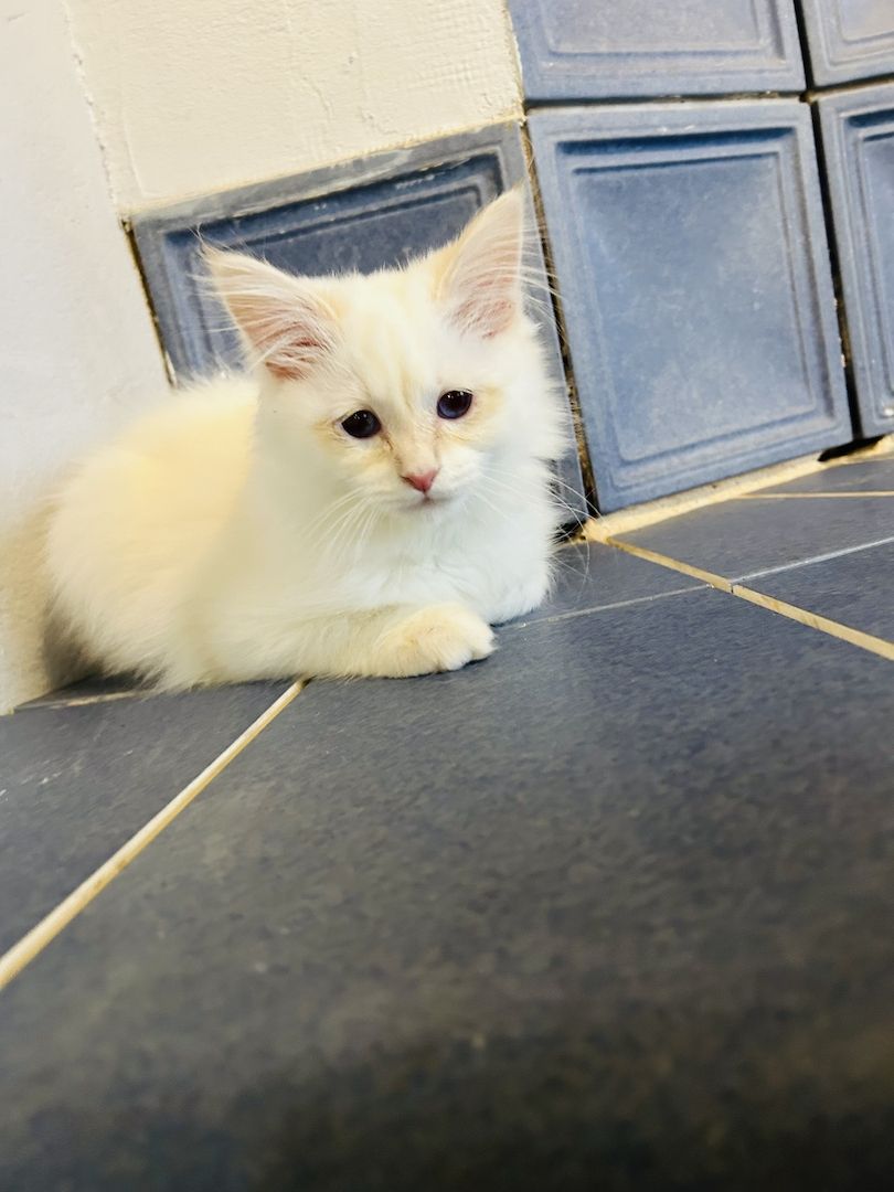 Heilige Birma kitten Creme rot