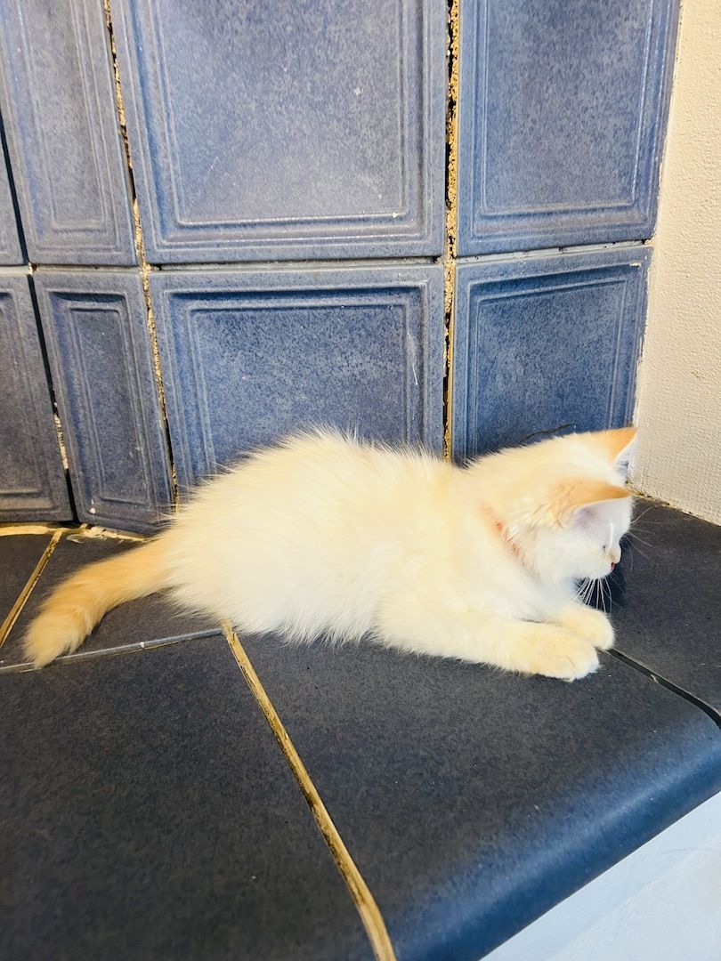 Heilige Birma kitten Creme rot