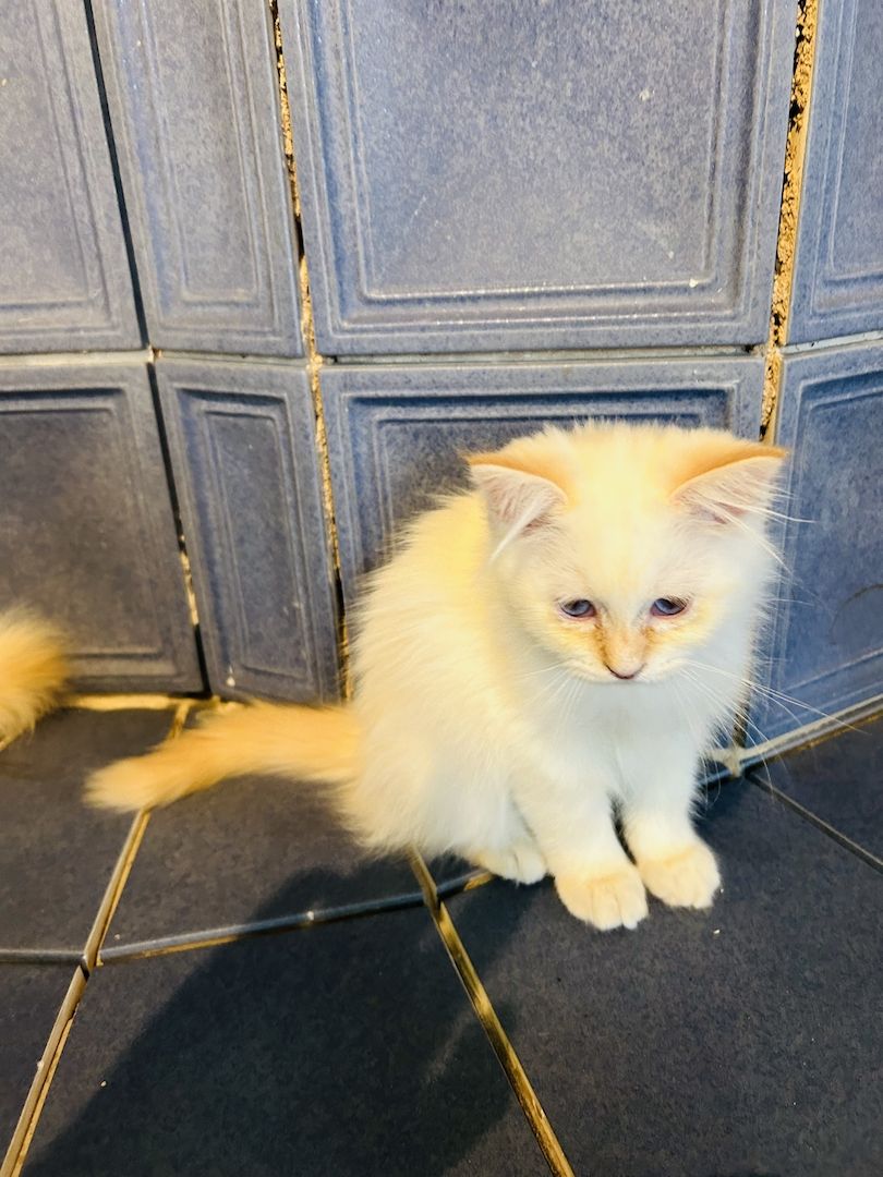 Heilige Birma kitten Creme rot