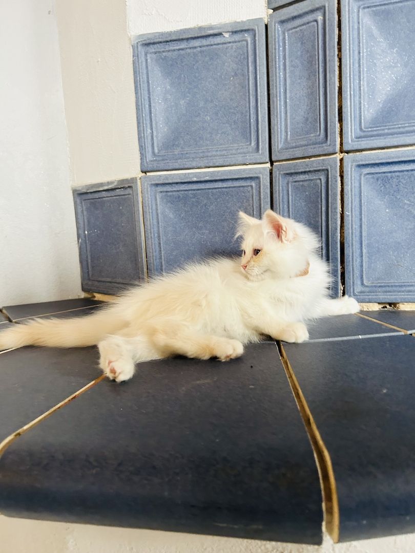 Heilige Birma kitten Creme rot