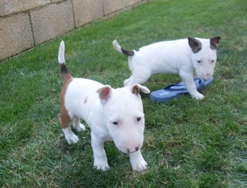 Mini-Bullterrier-Welpen m w .