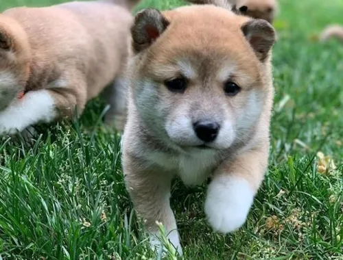 Shiba Inu welpen suchen neues Zuhause