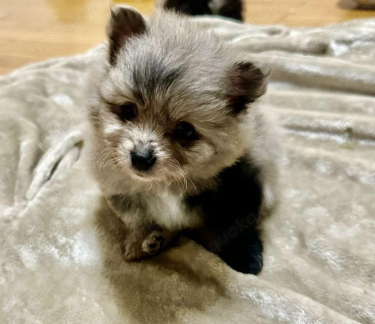 Süße Zwergspitz Pommersche