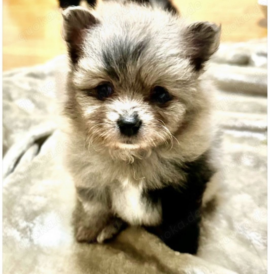 Süße Zwergspitz Pommersche