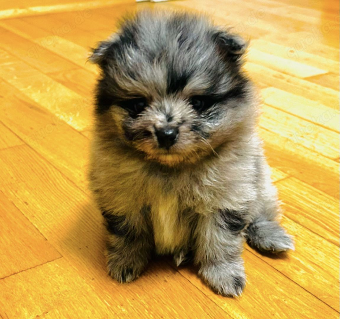 Süße Zwergspitz Pommersche