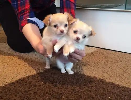 MINI chihuahua-W m