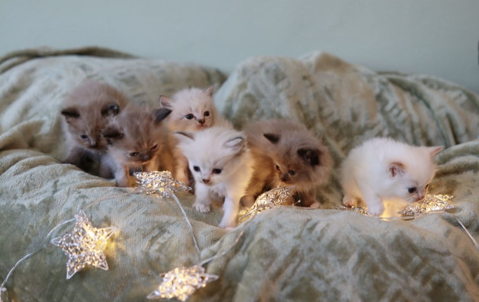 reinrassige Ragdoll Kitten