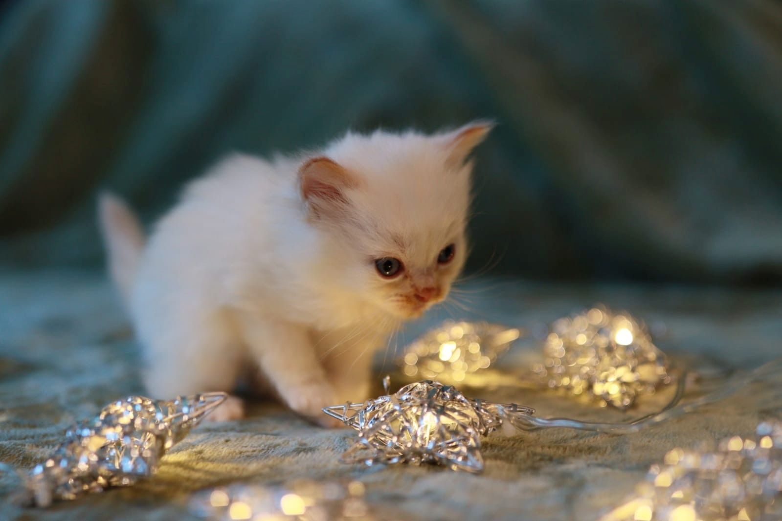 reinrassige Ragdoll Kitten