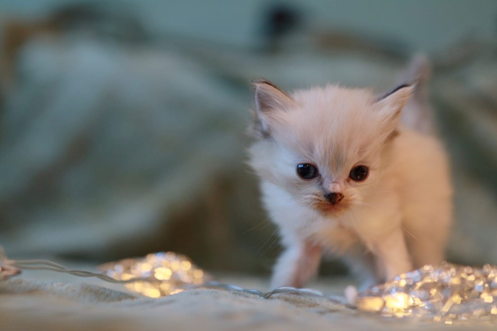 reinrassige Ragdoll Kitten