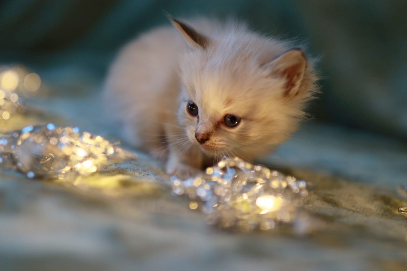 reinrassige Ragdoll Kitten