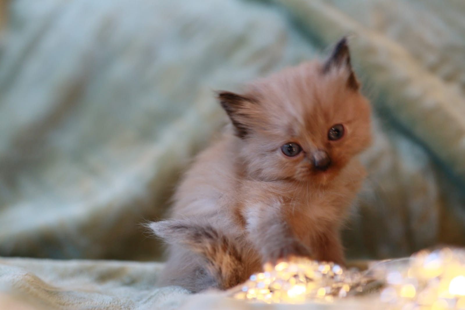 reinrassige Ragdoll Kitten