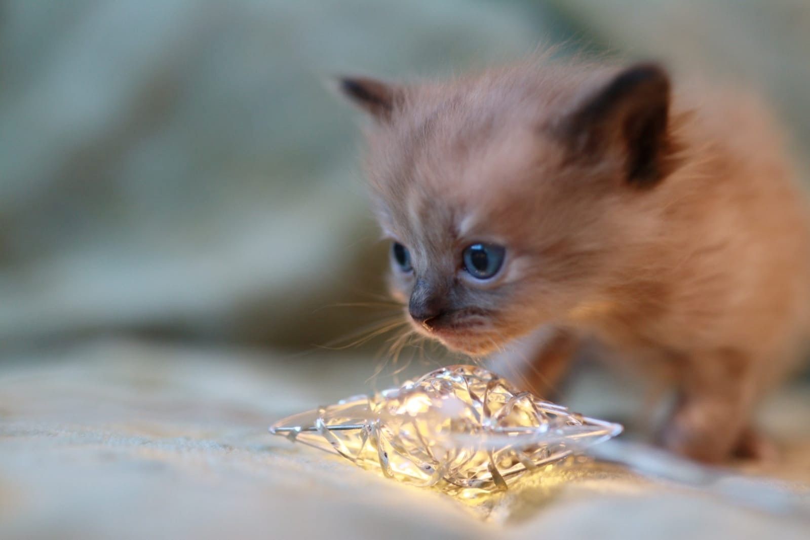 reinrassige Ragdoll Kitten