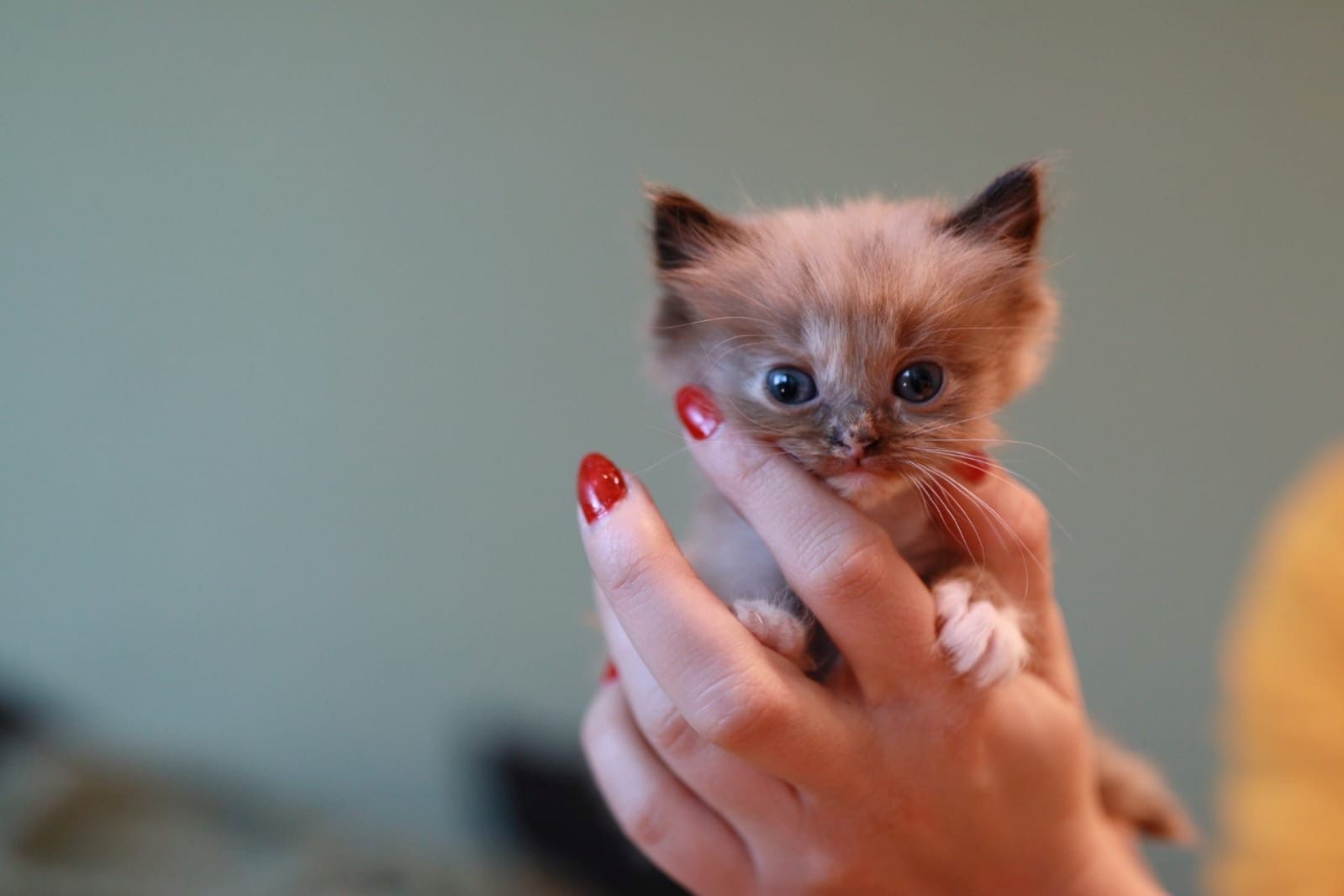 reinrassige Ragdoll Kitten