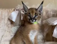 Savannah-Katzen Serval und Caracal .