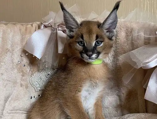 Savannah-Katzen Serval und Caracal .