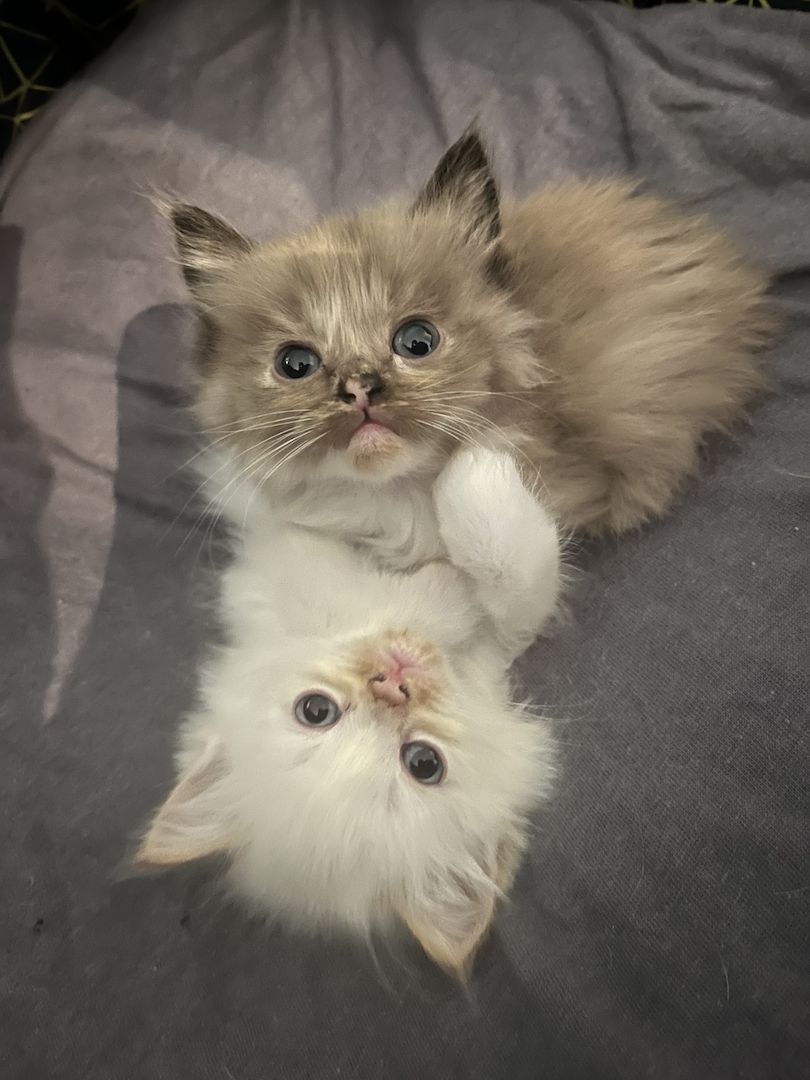 reinrassige Ragdoll Kitten