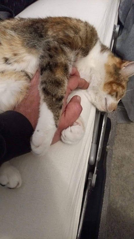 Liebevolle Glücks Kätzin sucht ein neues Königreich