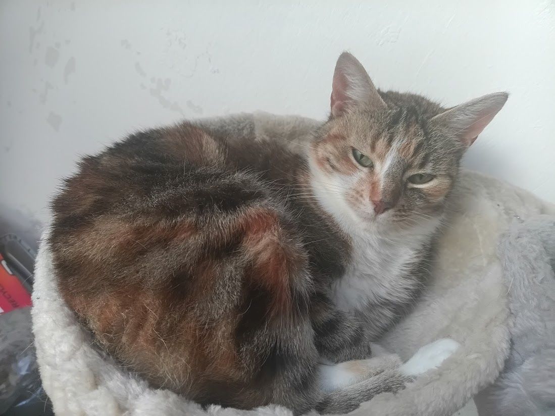 Liebevolle Glücks Kätzin sucht ein neues Königreich