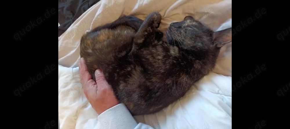 Nussi, die zweijährige Schildpatt-Katze sucht neues Zuhause damit sie Königin sein kann Nussi, die zweijährige Schildpatt-Katze sucht neues Zuhause damit sie Königin sein kann