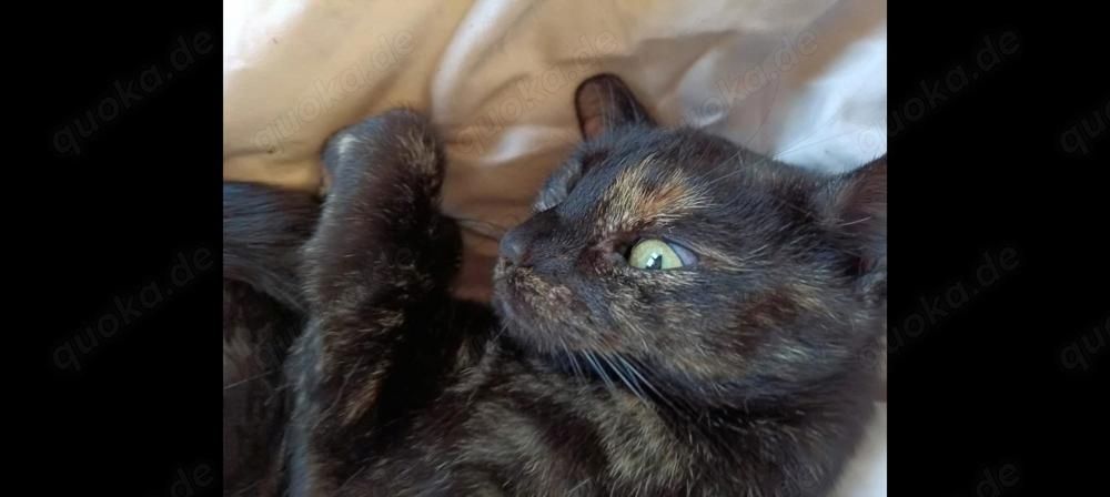 Nussi, die zweijährige Schildpatt-Katze sucht neues Zuhause damit sie Königin sein kann Nussi, die zweijährige Schildpatt-Katze sucht neues Zuhause damit sie Königin sein kann