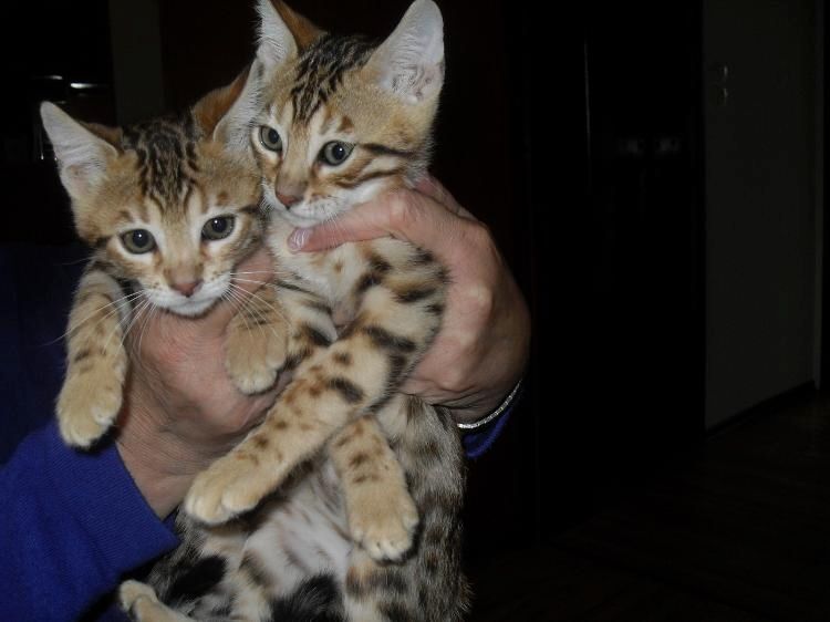 Süße Bengalkätzchen suchen neues Zuhause
