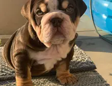 Englische Bulldoggenwelpen