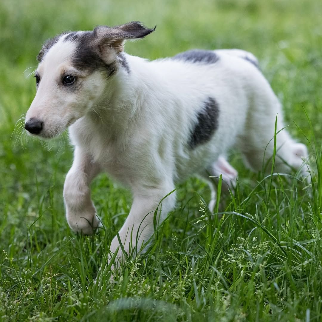 Gut erzogene und gut erzogene Welpen Gut erzogene und gut erzogene Welpen