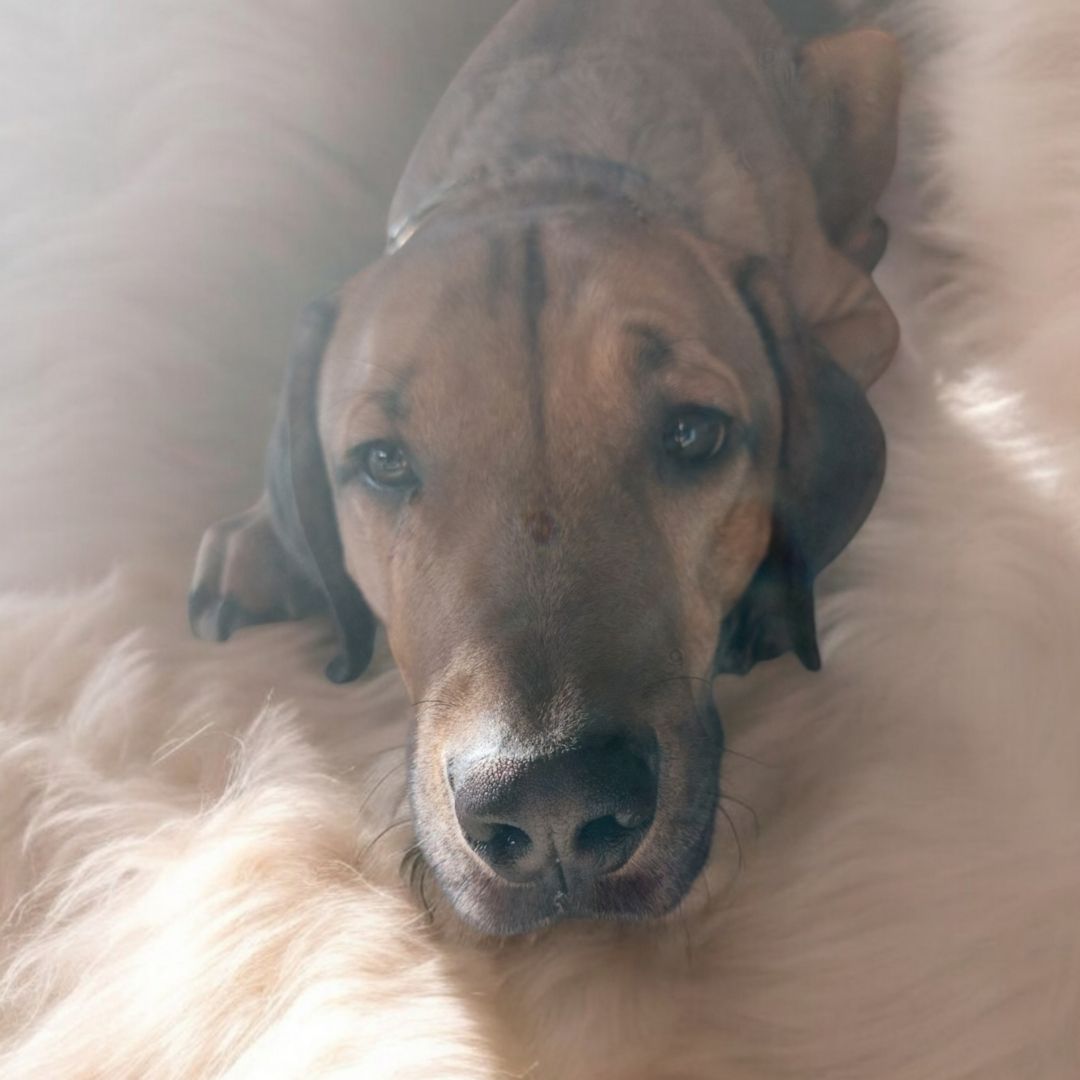 Sky sucht ein neues Zuhause