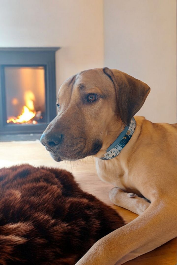 Sky sucht ein neues Zuhause