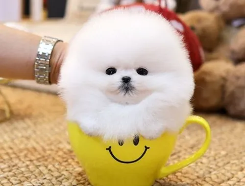 Pomeranian Zwergspitz Welpen ZUM VERSCHENKEN .