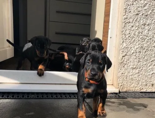 Dobermannwelpen für ein neues Zuhause .