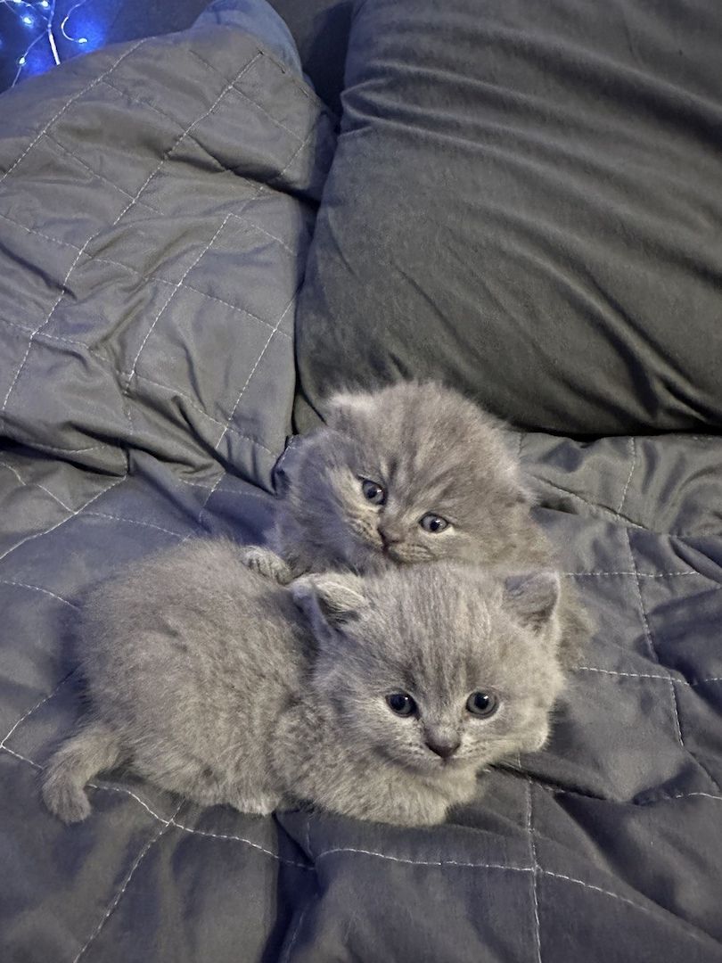 Ich bitte 5 schöne Britische Kätzchen an